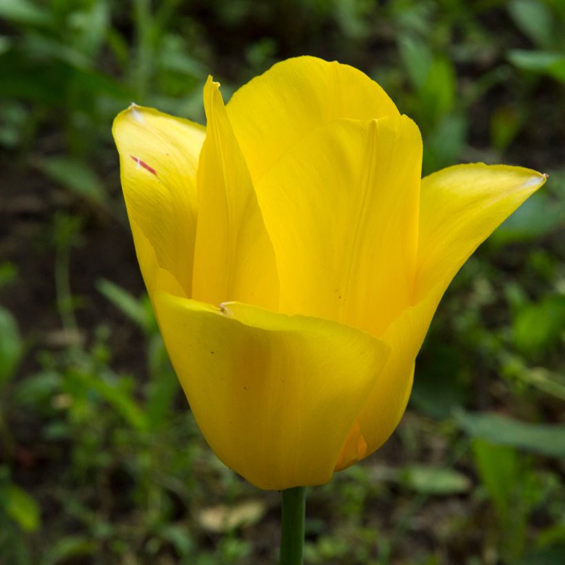 Tulipa Simples tardia Big Smile (Floração)