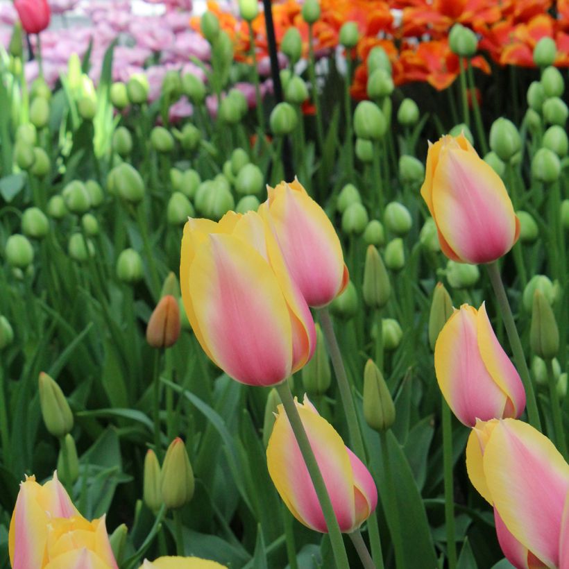 Tulipa Simples tardia Blushing Lady (Floração)