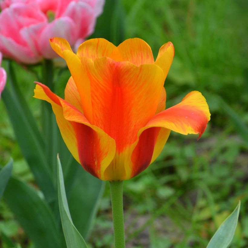 Tulipa Simples tardia El Niño (Floração)