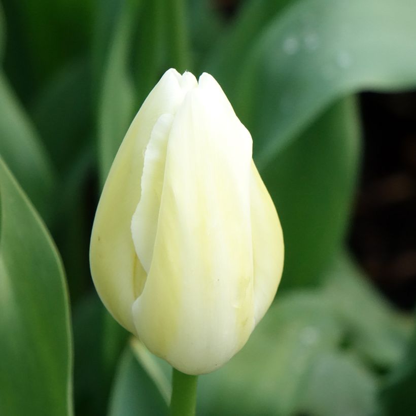 Tulipa Simples tardia Maureen (Floração)