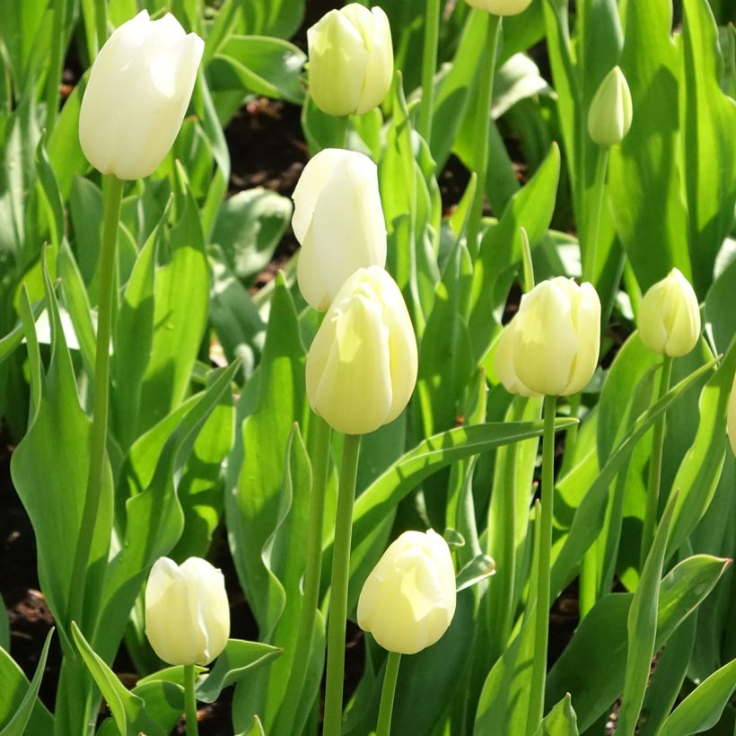 Tulipa Simples tardia Maureen (Hábito)