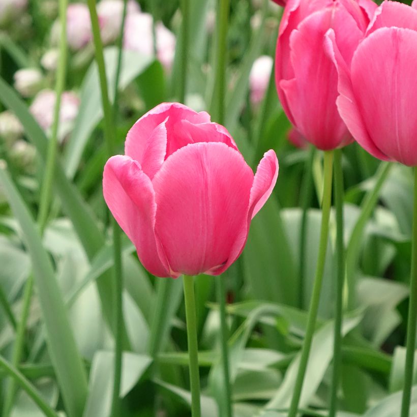 Tulipa Simples tardia Yosemite (Floração)