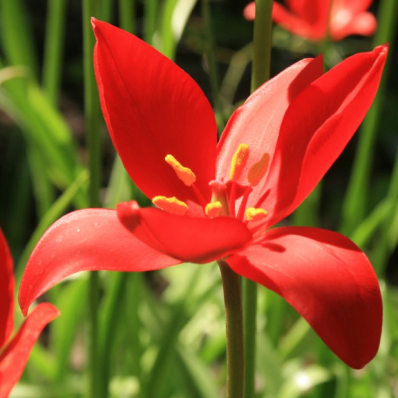 Tulipa sprengeri (Floração)
