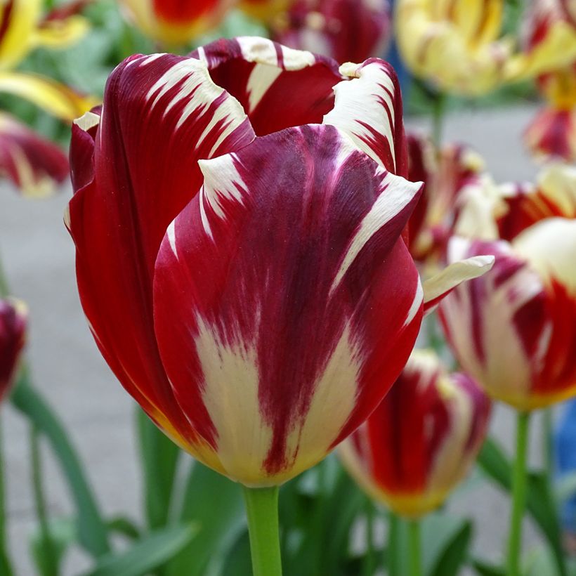 Tulipa Triunfo Grand Perfection (Floração)