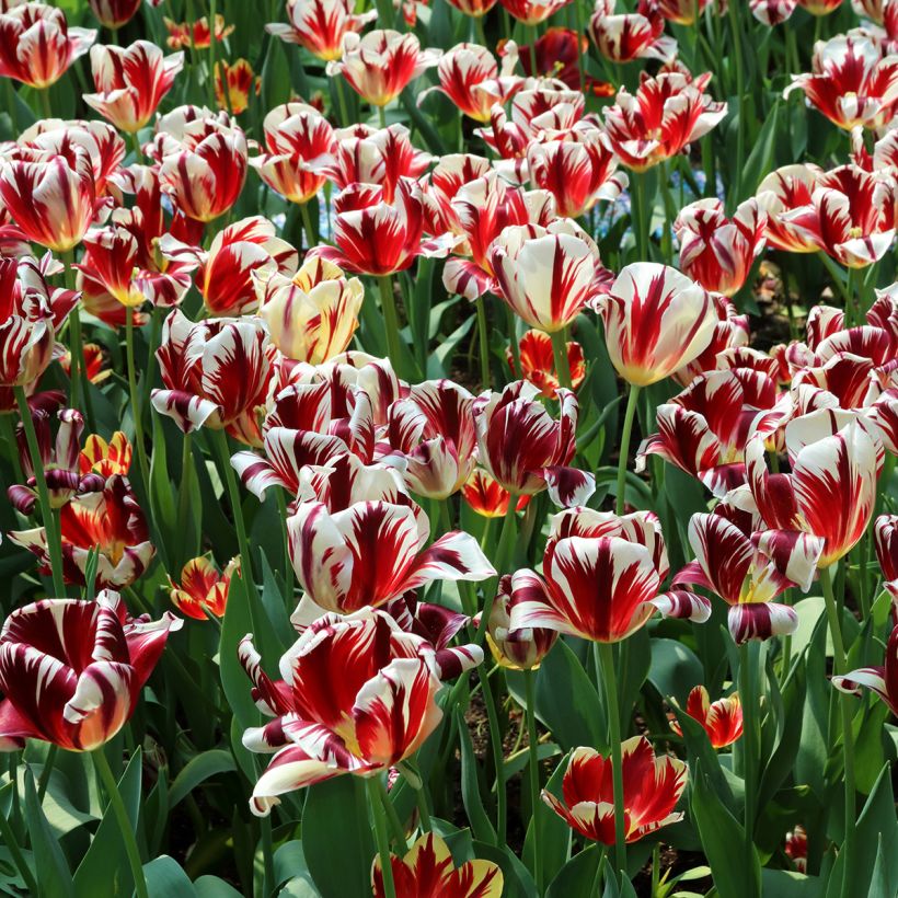 Tulipa Triunfo Grand Perfection (Hábito)