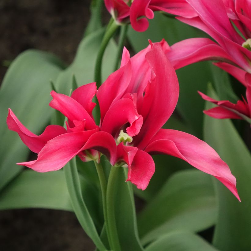 Tulipa viridiflora Dolls Minuet (Floração)