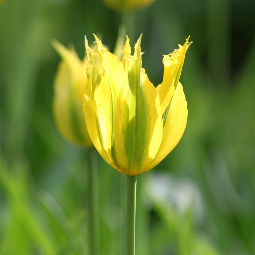 Tulipa viridiflora Green Mile (Floração)