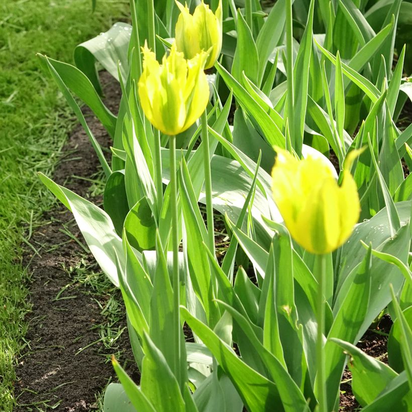 Tulipa viridiflora Green Mile (Hábito)