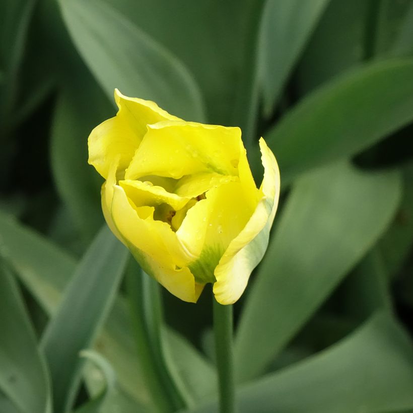 Tulipa viridiflora Yellow Spring Green (Floração)