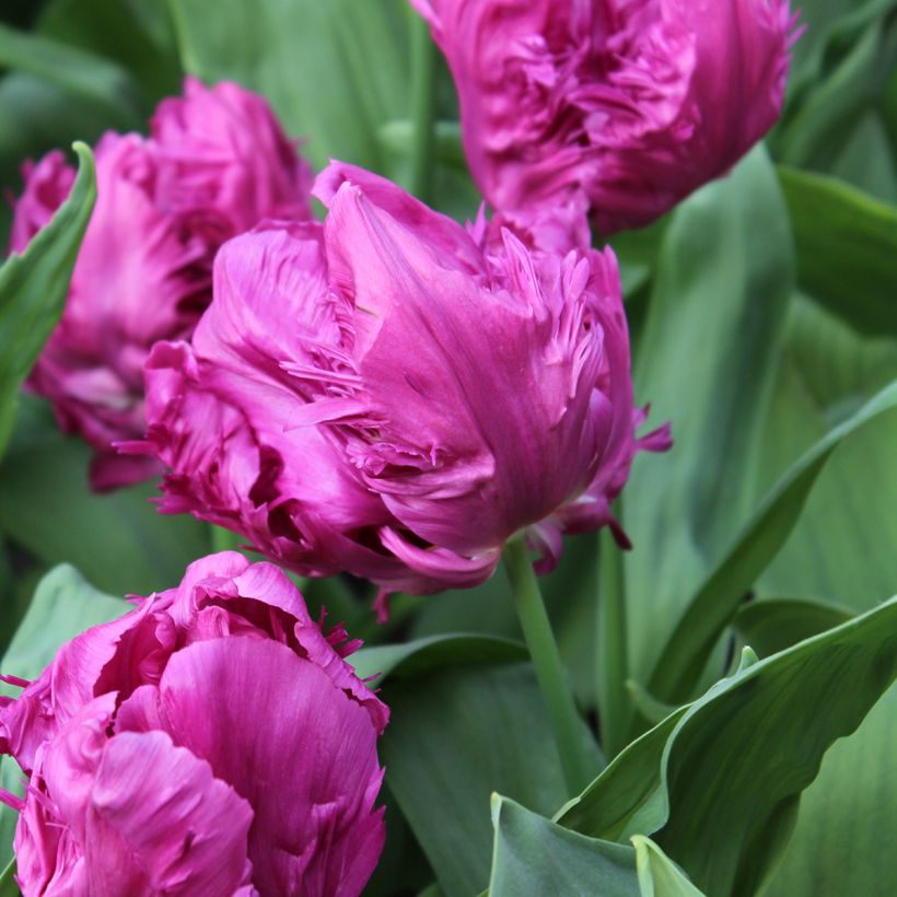 Tulipa Papagaio Parrot Prince (Floração)