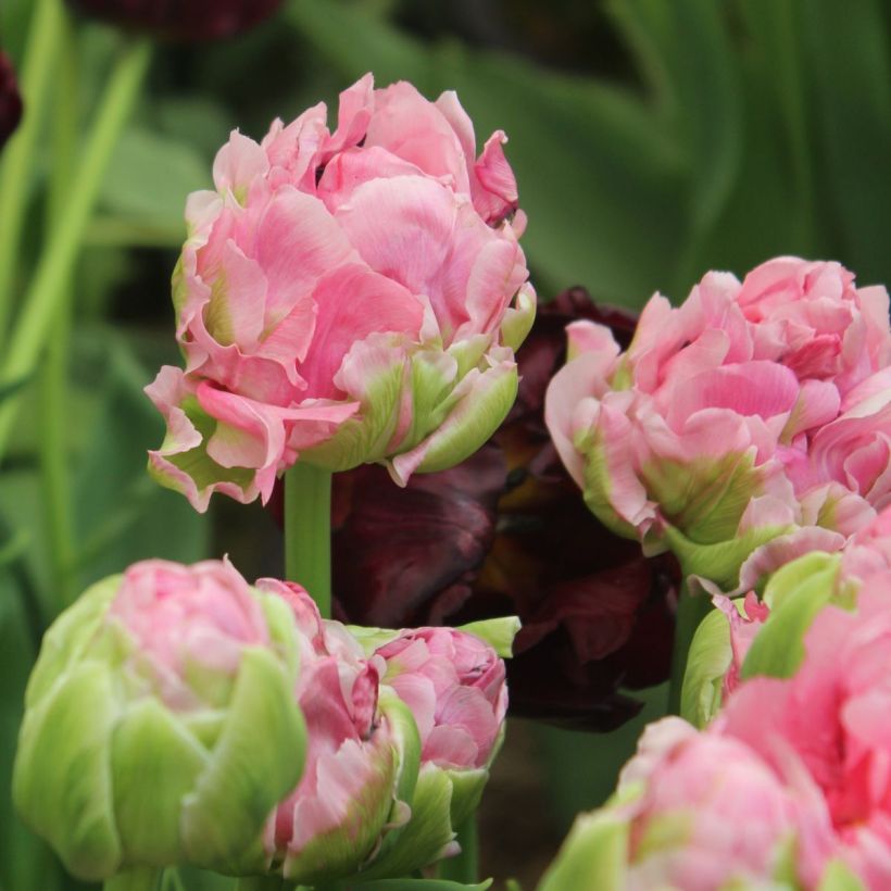 Tulipa Dobrada tardia Double Arosa (Floração)