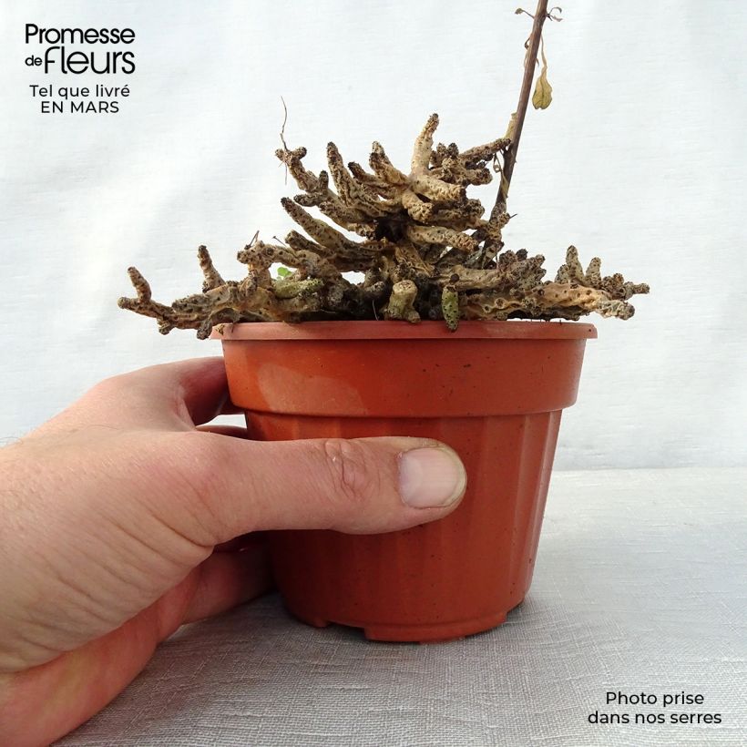 Amostra de Tylecodon bucholzianus Vaso de 12 cm/13 cm tal como entregue na primavera