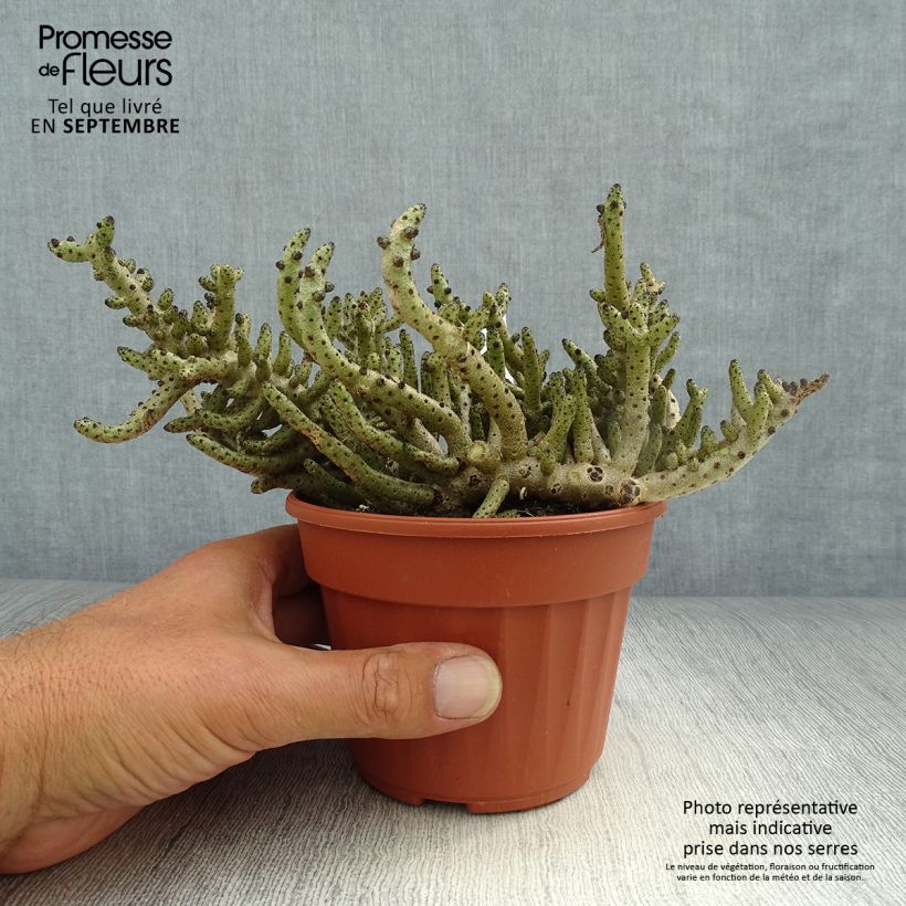 Amostra de Tylecodon bucholzianus Vaso de 12 cm/13 cm tal como entregue no outono