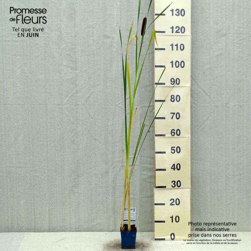 Amostra de Typha angustifolia Vaso de 8/9 cm tal como entregue no verão