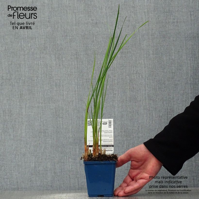 Amostra de Typha angustifolia Vaso de 8/9 cm tal como entregue na primavera
