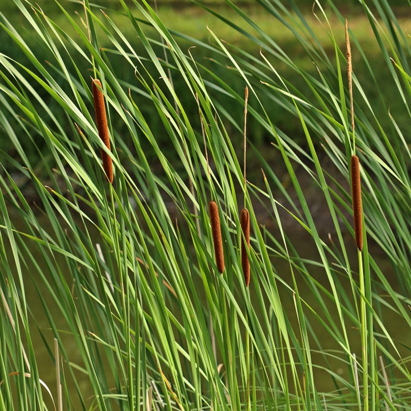Typha angustifolia (Folhagem)