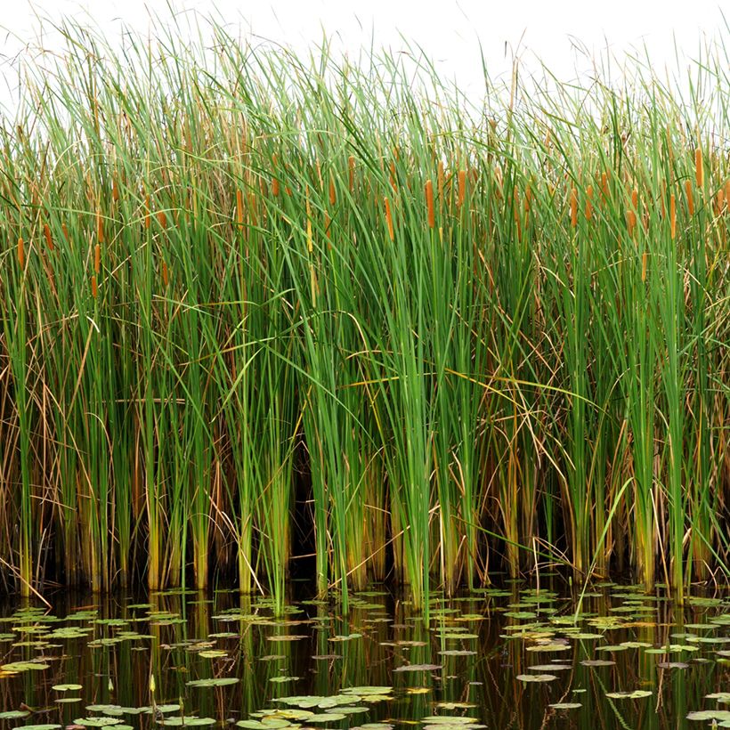 Typha angustifolia (Hábito)