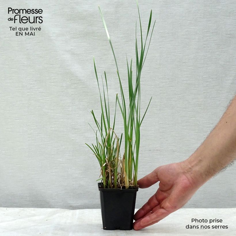 Amostra de Typha latifolia Vaso de 8/9 cm tal como entregue na primavera