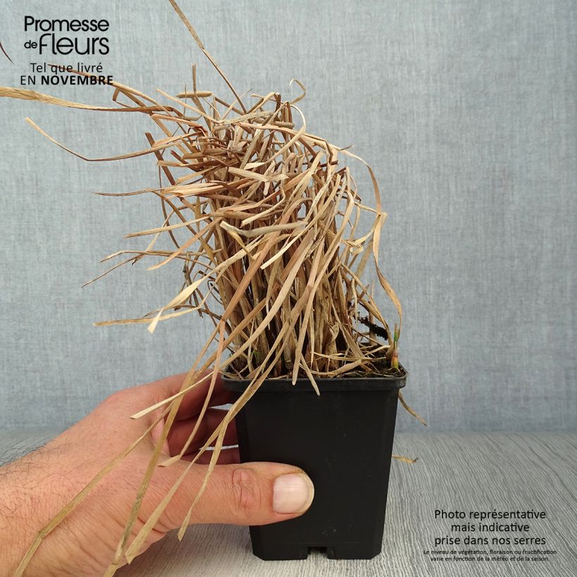 Amostra de Typha latifolia Vaso de 8/9 cm tal como entregue no outono