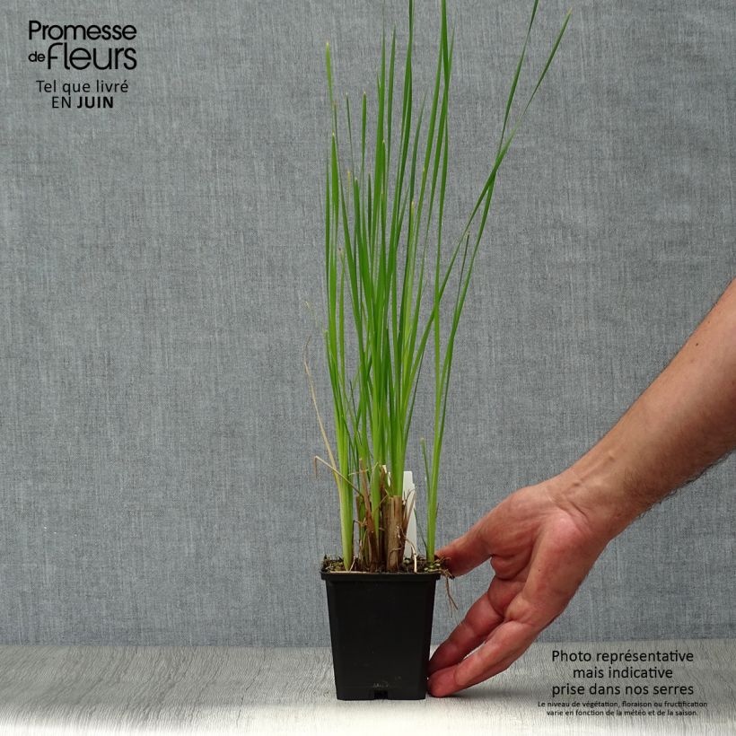 Amostra de Typha latifolia Vaso de 8/9 cm tal como entregue no verão