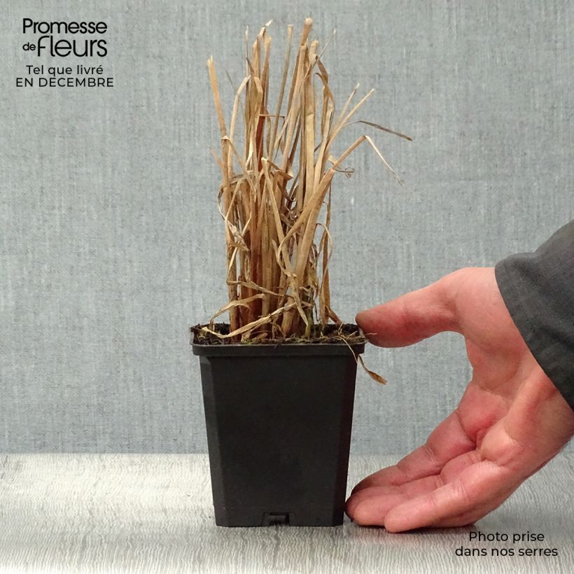 Amostra de Typha latifolia Vaso de 8/9 cm tal como entregue no inverno