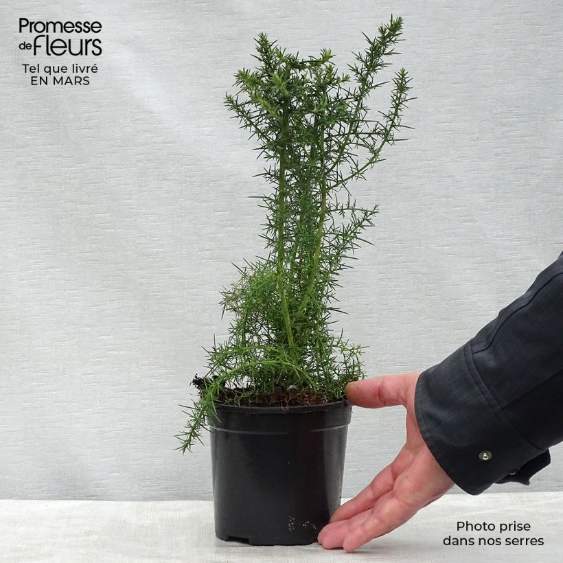 Amostra de Ulex europaeus Vaso de 1 L/1,5 L tal como entregue na primavera