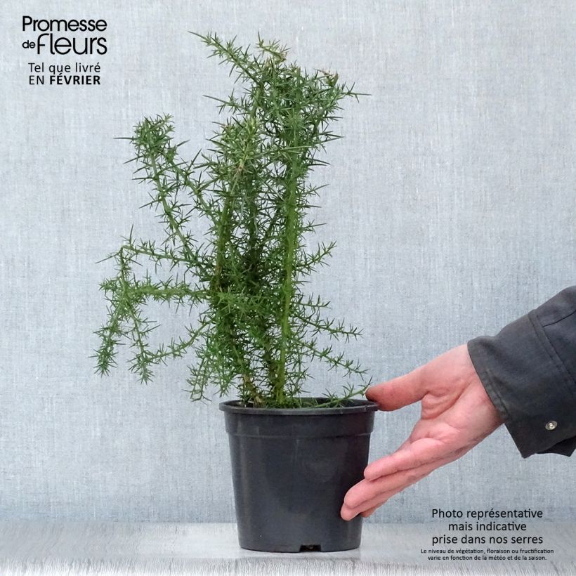 Amostra de Ulex europaeus Vaso de 1 L/1,5 L tal como entregue no inverno