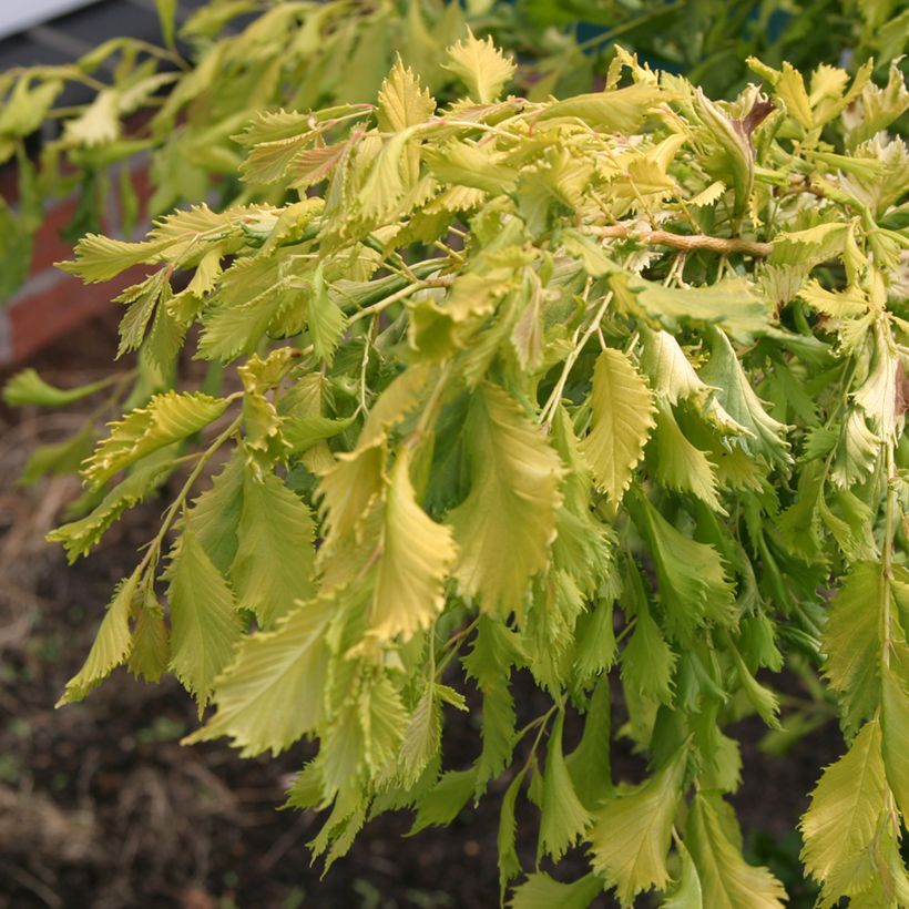 Ulmus minor Viminalis Aurea (Folhagem)