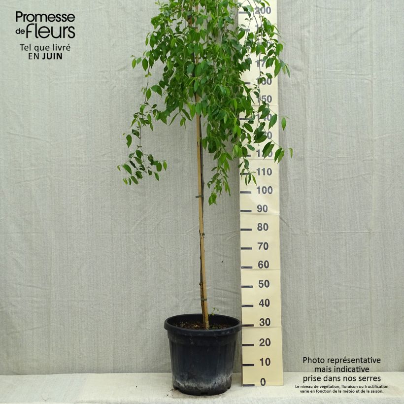 Amostra de Ulmus carpinifolia Pendula Vaso de 30 L/35 L, Haste tal como entregue na primavera