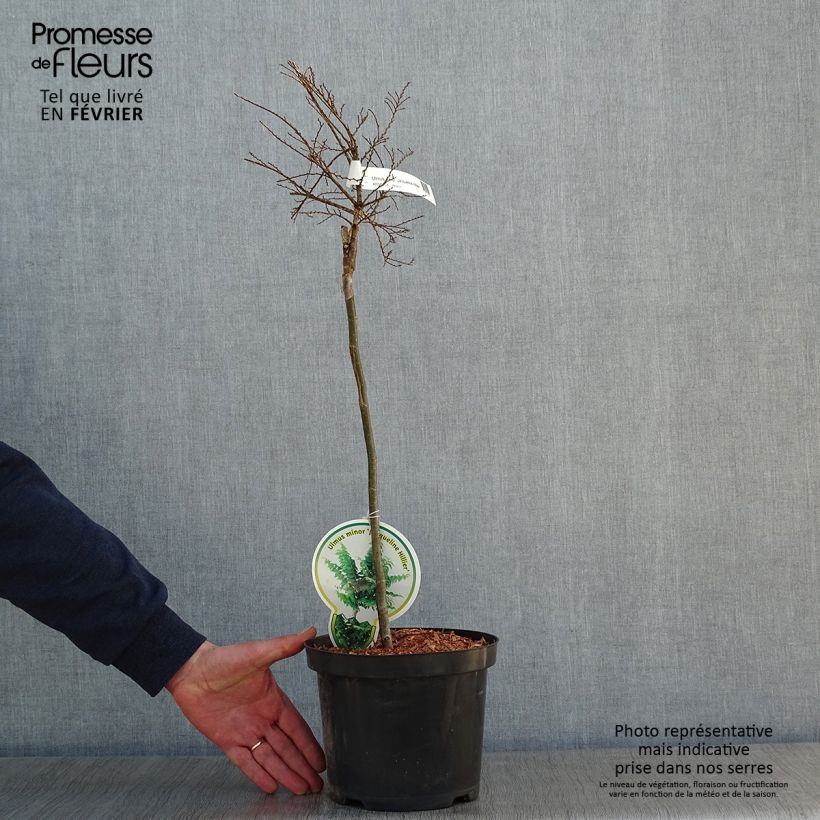 Amostra de Ulmus hollandica Jacqueline Hillier - Orme nain Vaso de 4 L/5 L tal como entregue no inverno
