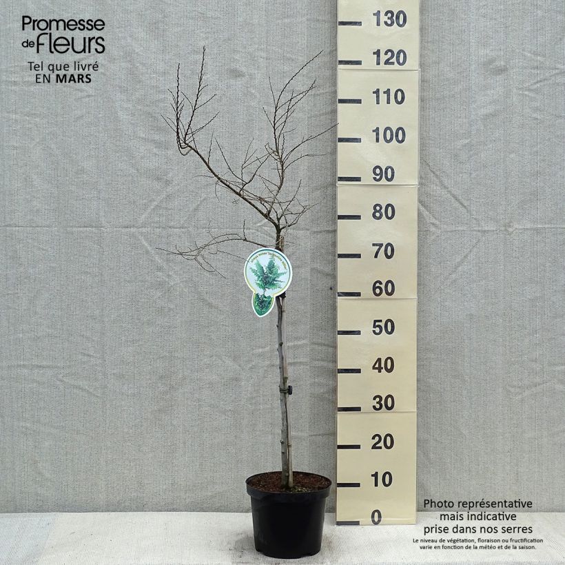 Amostra de Ulmus hollandica Jacqueline Hillier - Orme nain Vaso de 4 L/5 L tal como entregue no inverno