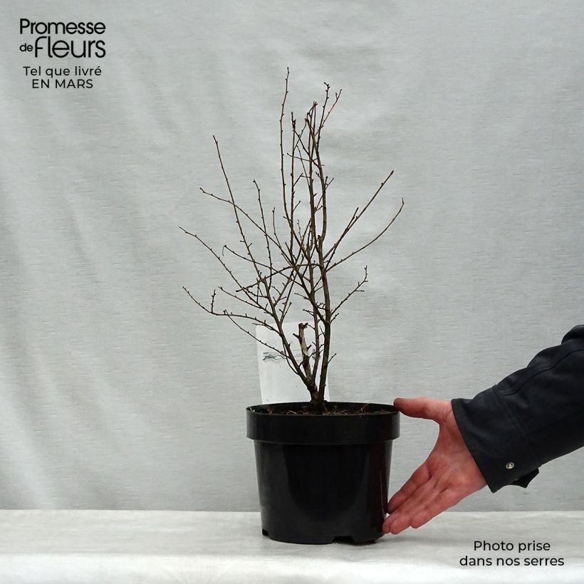 Amostra de Ulmus × hollandica Wredei Vaso de 3 L/4 L, Meia haste tal como entregue na primavera