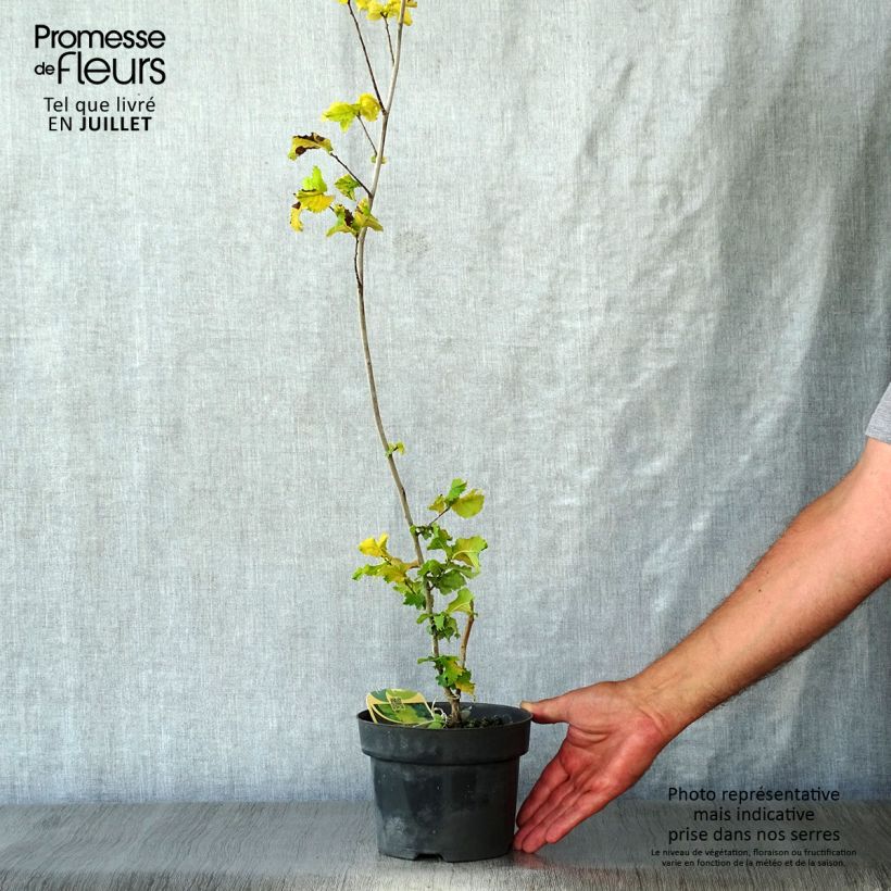 Amostra de Ulmus × hollandica Wredei Vaso de 3 L/4 L, Meia haste tal como entregue no verão