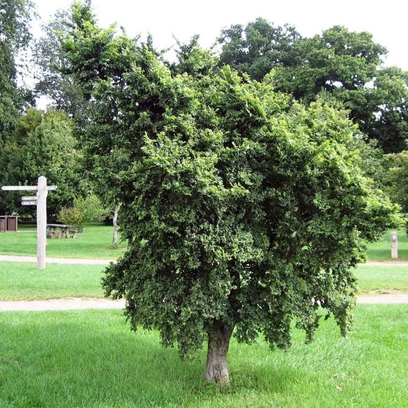 Ulmus minor (Hábito)