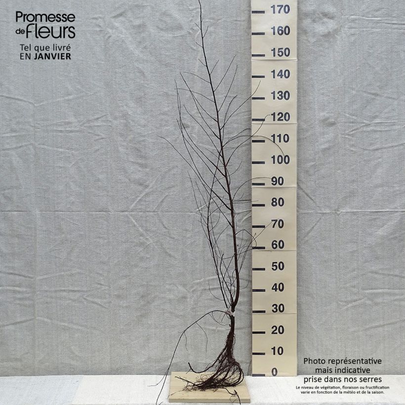 Amostra de Ulmus minor - Orme champêtre Raízes nuas tal como entregue no inverno