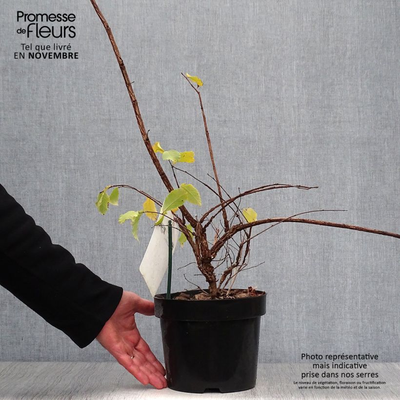 Amostra de Ulmus minor suberosa Vaso de 3 L/4 L tal como entregue no outono