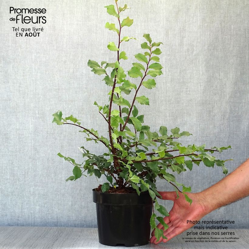 Amostra de Ulmus minor suberosa Vaso de 3 L/4 L tal como entregue no verão