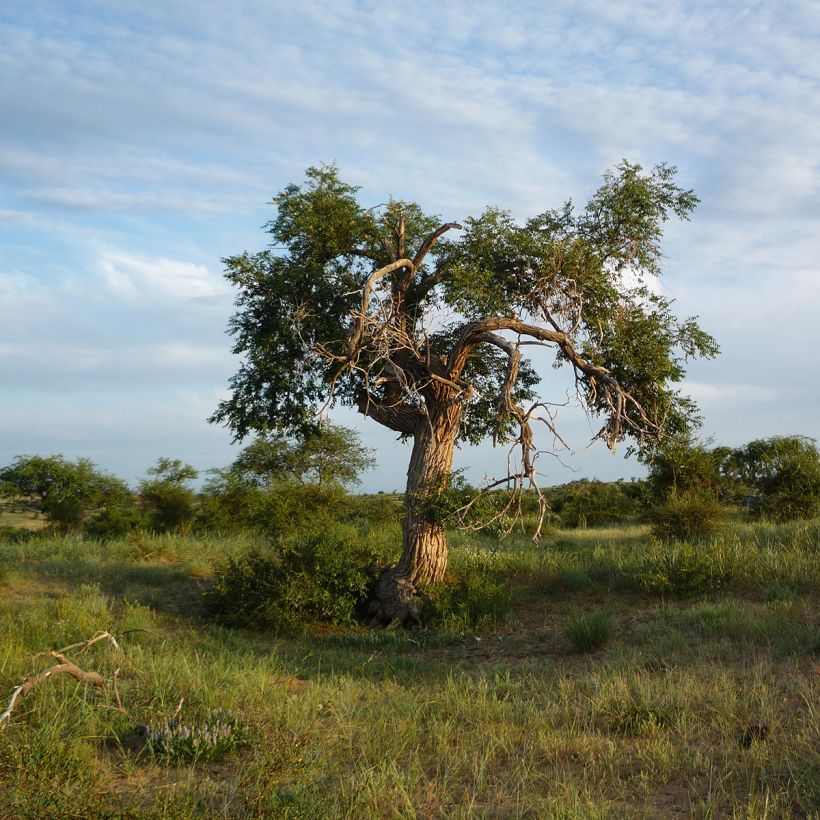 Ulmus pumila (Hábito)