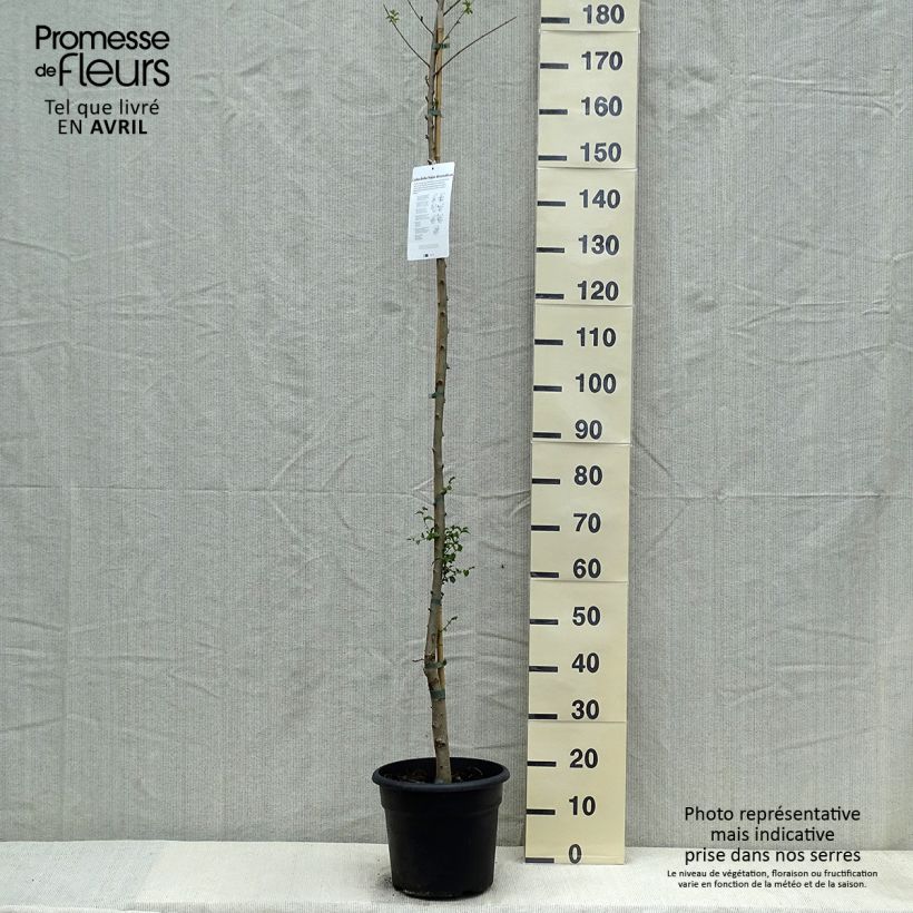 Amostra de Ulmus pumila Vaso de 7,5 L/10 L tal como entregue na primavera