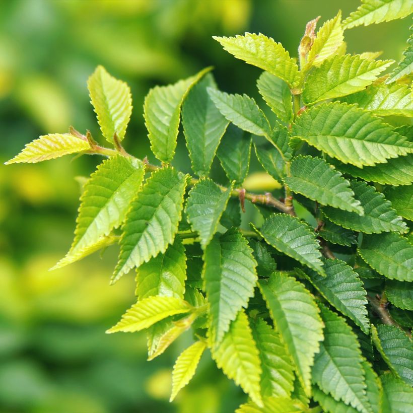 Ulmus pumila (Folhagem)