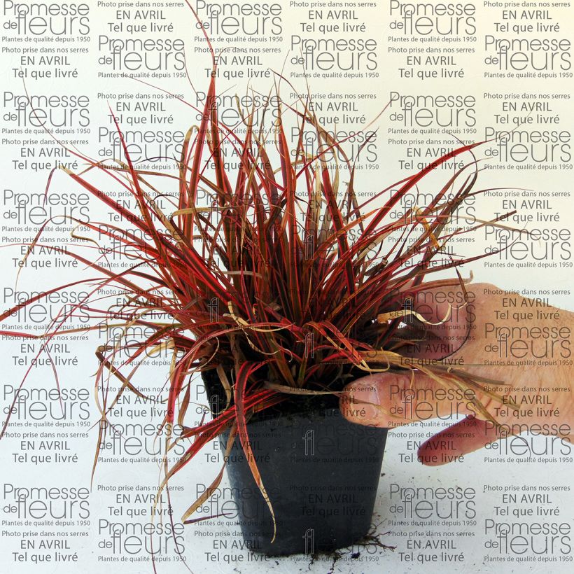 Exemplo de amostra de Uncinia Belinda's Find Vaso de 8/9 cm tal como entregue