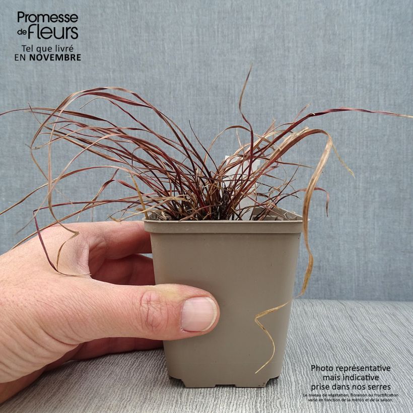 Amostra de Uncinia rubra Everflame Vaso de 8/9 cm tal como entregue no outono