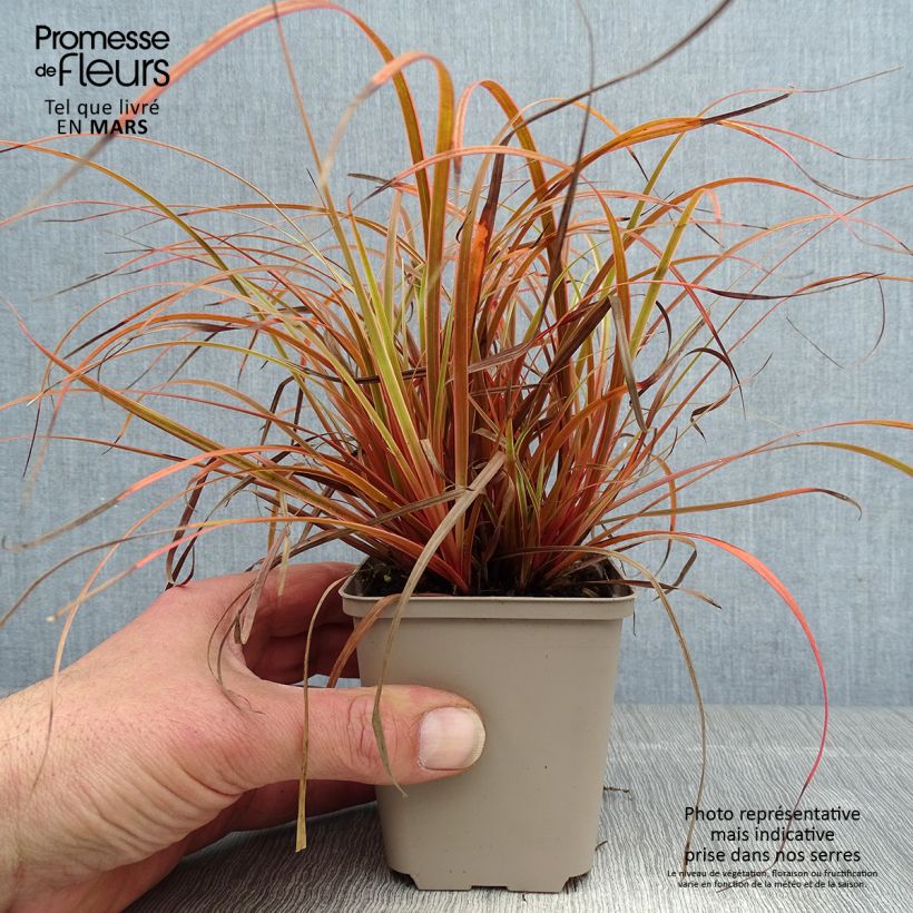 Amostra de Uncinia rubra Everflame Vaso de 8/9 cm tal como entregue na primavera