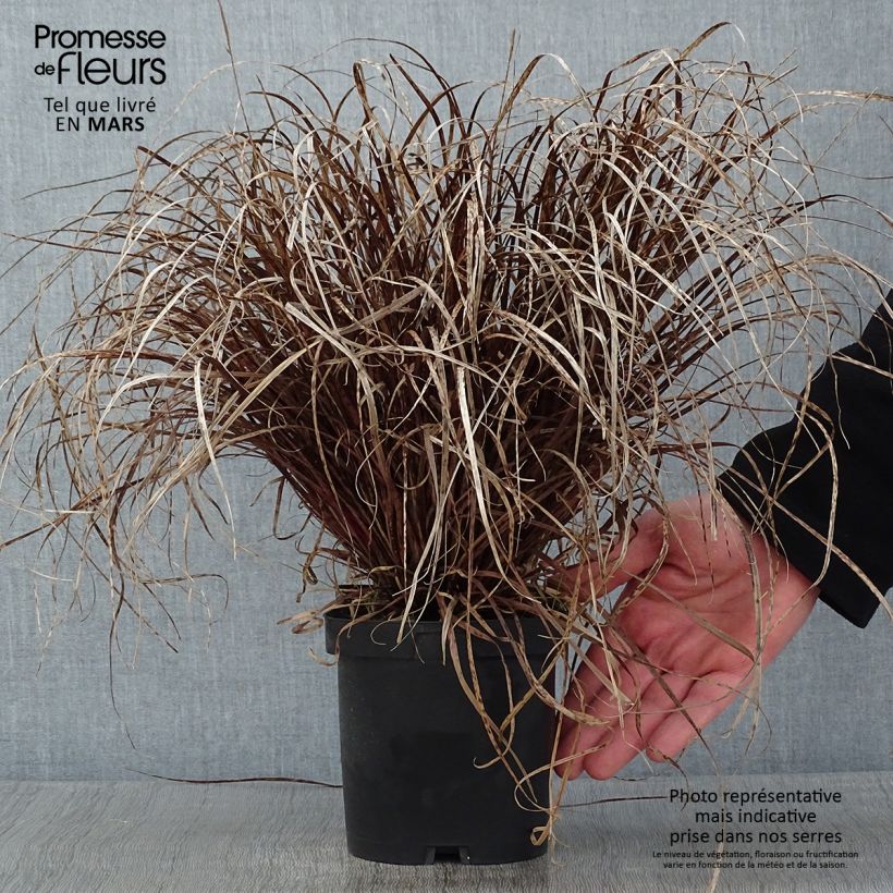 Amostra de Uncinia rubra Vaso de 2 L/3 L tal como entregue no inverno