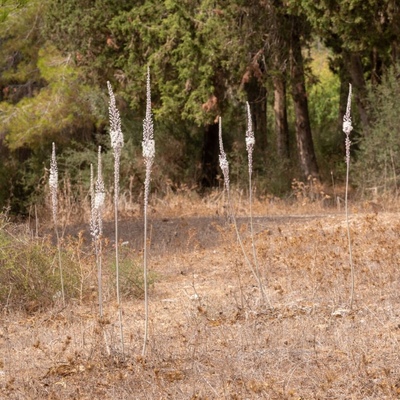 Urginea maritima - Cebola-albarrã (Hábito)