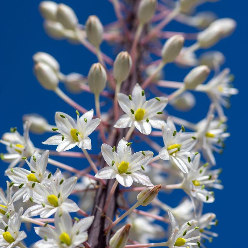 Urginea maritima - Cebola-albarrã (Floração)