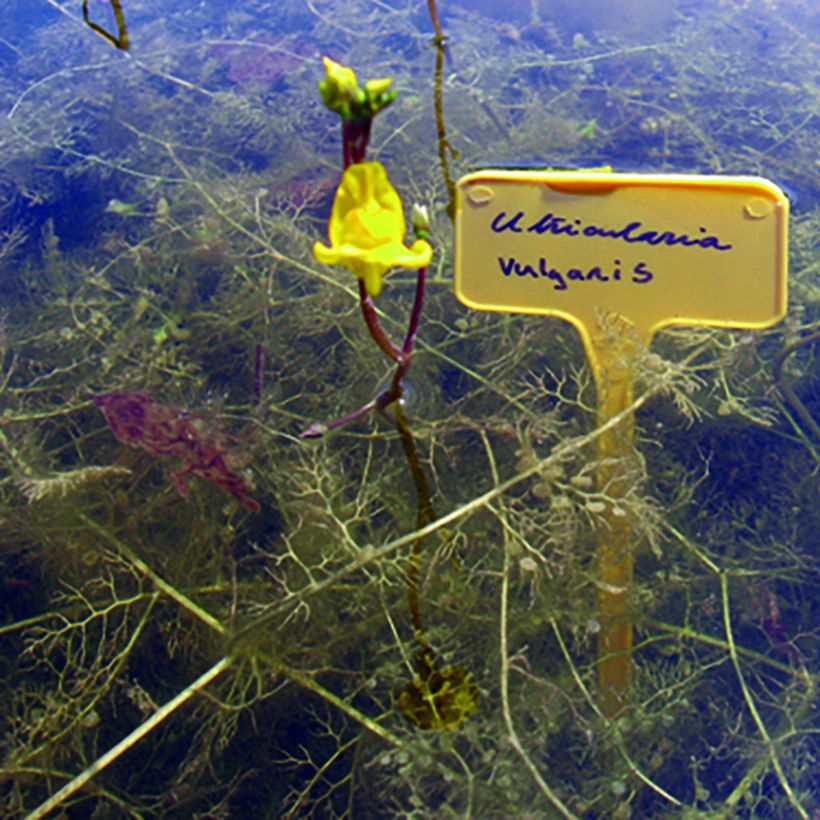 Utriculária vulgaris (Hábito)