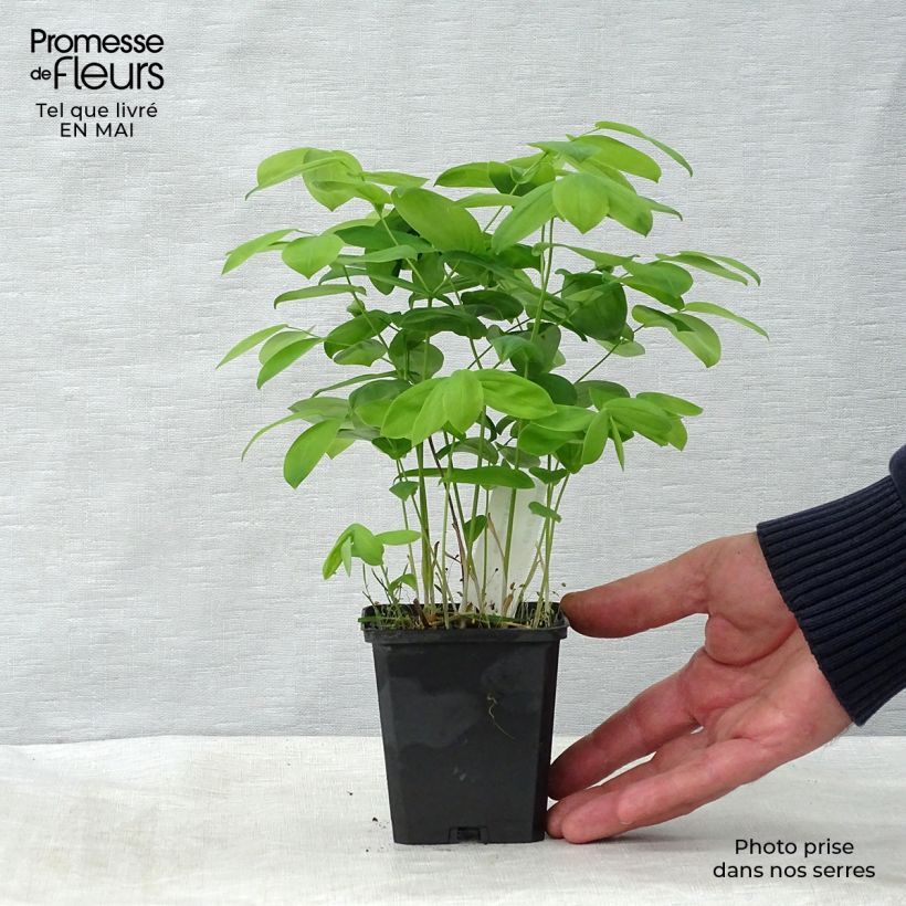 Amostra de Uvularia grandiflora Vaso de 8/9 cm tal como entregue na primavera