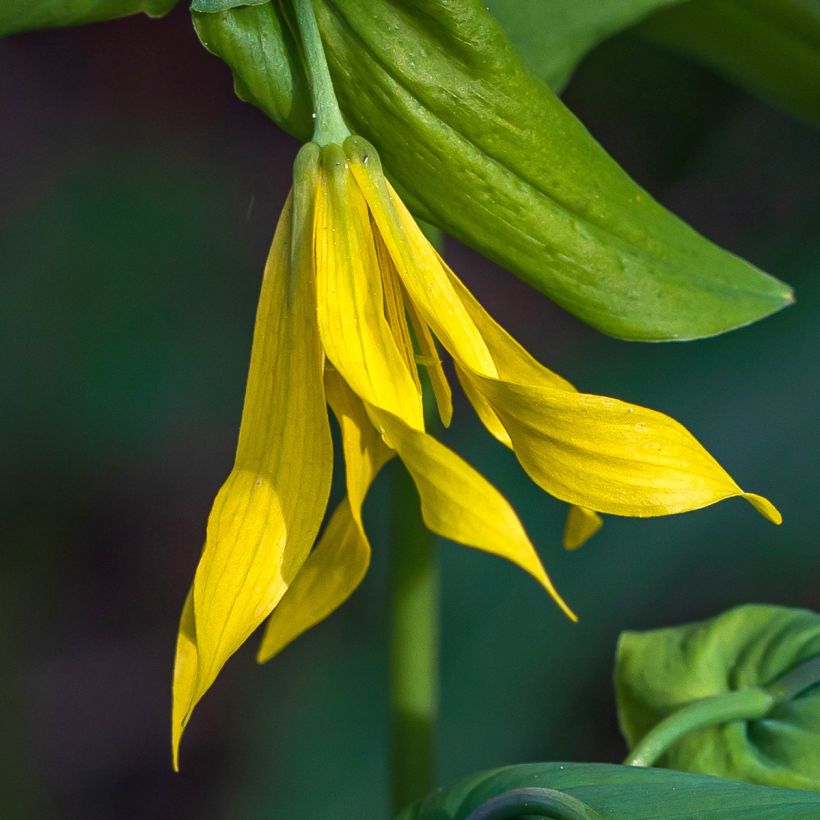 Uvularia grandiflora (Floração)