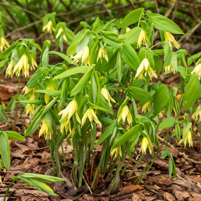 Uvularia grandiflora (Hábito)